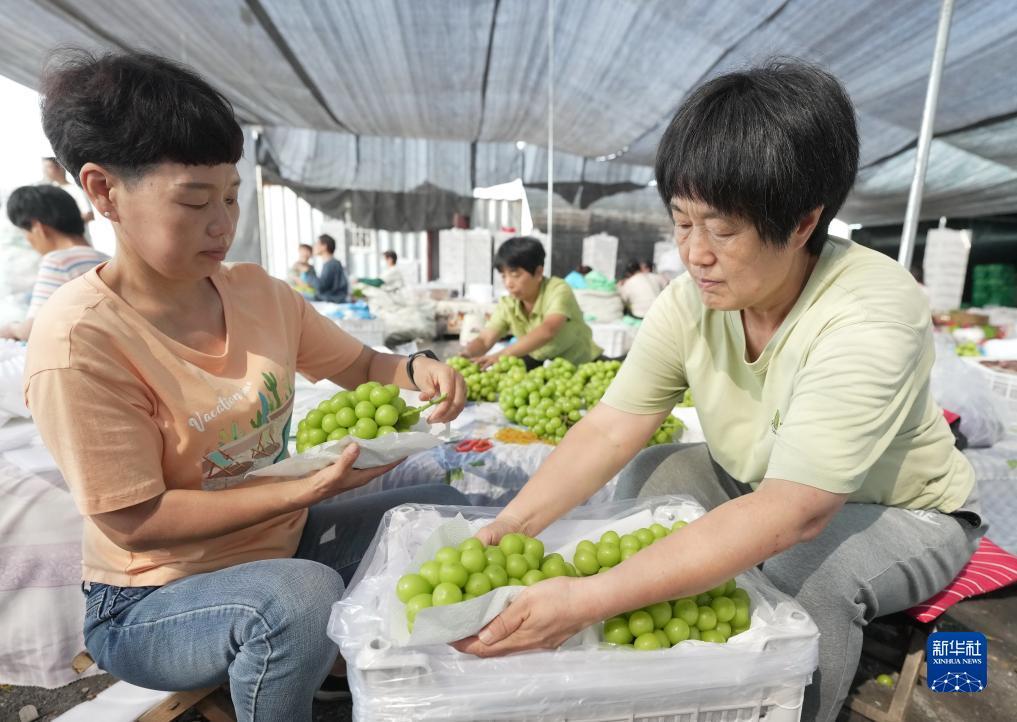 大宝lgpt游戏下载